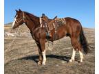 PEDRO â 2014 GRADE Quarter Horse Sorrel Gelding! Go to