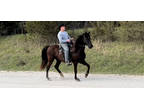 Registered certified 13yo Rocky Mountain black mare for sale