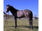 SIXV MS SHININ PEP â 2022 AQHA Gray Mare x Leos Silver Shine x Zans Diamond