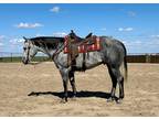 SMOKEY BLU BOY â 2017 AQHA Gray Gelding x Smokey Blackburn 023 x Mr Poco