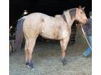 STYLED BY ASHWOOD â 2022 AQHA Buckskin Mare x Slicks Top Ashwood x Mr Slick