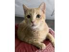 Adopt Weeble a Domestic Short Hair