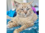 Adopt Sinatra a Domestic Long Hair, Domestic Short Hair