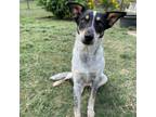 Adopt Austin(Wilber) a Australian Cattle Dog / Blue Heeler