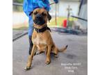 Adopt Baguette a Mastiff, Mixed Breed