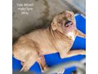 Adopt Tide a Pit Bull Terrier