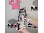 Adopt Harvey a American Shorthair, Domestic Short Hair