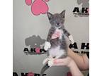 Adopt Ginger Ale a Extra-Toes Cat / Hemingway Polydactyl, Domestic Short Hair