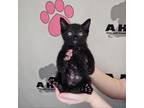 Adopt Mello Yello a Extra-Toes Cat / Hemingway Polydactyl, Domestic Short Hair