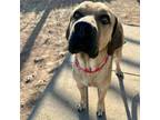 Adopt Roky a Great Dane, Mastiff