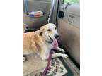 Adopt JAKE a Great Pyrenees, Mixed Breed