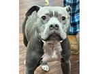 Adopt BLU a Staffordshire Bull Terrier