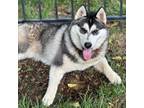 Adopt River a Husky