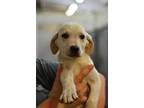 Adopt Fiat - Adoptable a Labrador Retriever, Mixed Breed