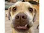 Adopt Chester a Carolina Dog, Labrador Retriever