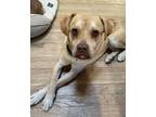 Adopt Chester a Carolina Dog, Labrador Retriever