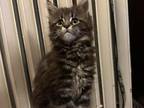 11 Wk Old Female Maine Coon CFA Registered