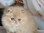 Amur Cream Persian Exotic Longhair Boy