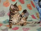 Stunning Brown Rosetted Bengal Female