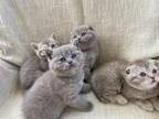 Scottish Fold British Shorthair Mix Kittens