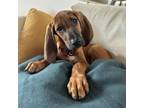 Adopt Memphis a Redbone Coonhound, Mixed Breed