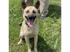 Adopt Franklin a German Shepherd Dog