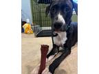 Adopt Toby a Great Dane, Plott Hound