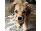 Adopt Rocky a German Shepherd Dog, Mixed Breed