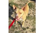 Adopt Finn a Pit Bull Terrier, Mixed Breed