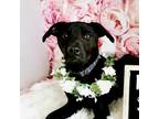 Adopt Tingle a Black Labrador Retriever, Mixed Breed