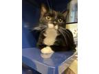 Adopt Bob a Domestic Short Hair