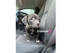 Adopt Ironman a Labrador Retriever, Pit Bull Terrier