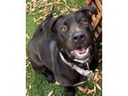 Adopt Charlie a Black Labrador Retriever, Pit Bull Terrier