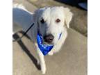 Adopt Stryker a Great Pyrenees