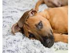 Adopt Cinnamon a Pit Bull Terrier, Mixed Breed