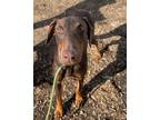 Adopt Spike a Doberman Pinscher