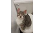 Adopt Gio a Domestic Short Hair