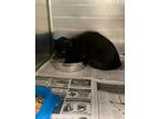 Adopt Vin a Domestic Short Hair