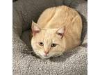 Adopt Jasper a Domestic Short Hair, Tabby