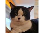 Adopt Dallas a Domestic Short Hair