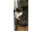 Adopt Bandit a Domestic Long Hair