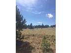 3464 Muley Gulch-Tall mature trees