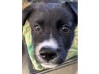 Adopt Buckaroo 2 a Border Collie