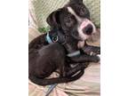 Adopt Patches O'Malley a American Staffordshire Terrier, Labrador Retriever