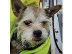 Adopt Fluffy a Yorkshire Terrier, Cairn Terrier