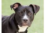 Adopt Billy a Labrador Retriever, Pit Bull Terrier