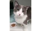 Adopt Wild Jo a Domestic Short Hair