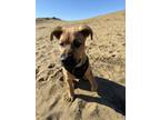 Adopt Buster a Shepherd, Labrador Retriever