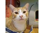 Adopt Piro a Domestic Short Hair