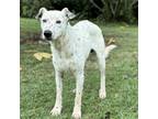 Adopt Freckles (COH-A-9330) a Mixed Breed